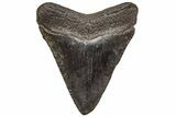 Juvenile Megalodon Tooth - South Carolina #195966-1